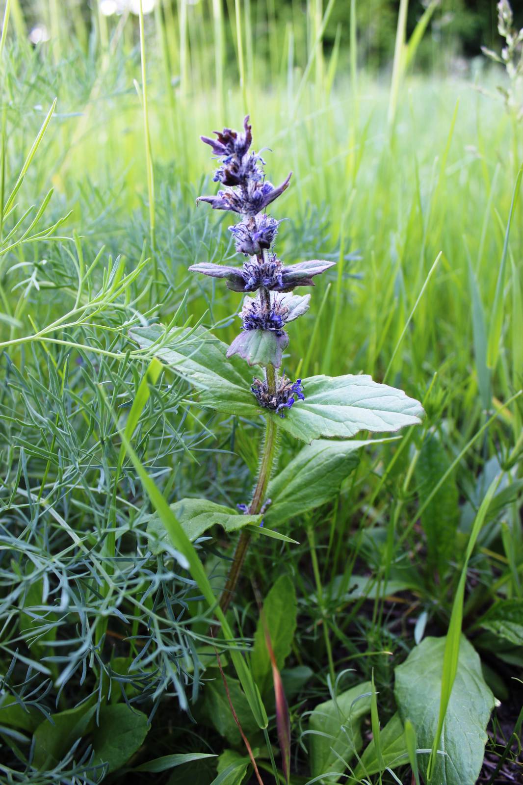 Фото горлянки травы