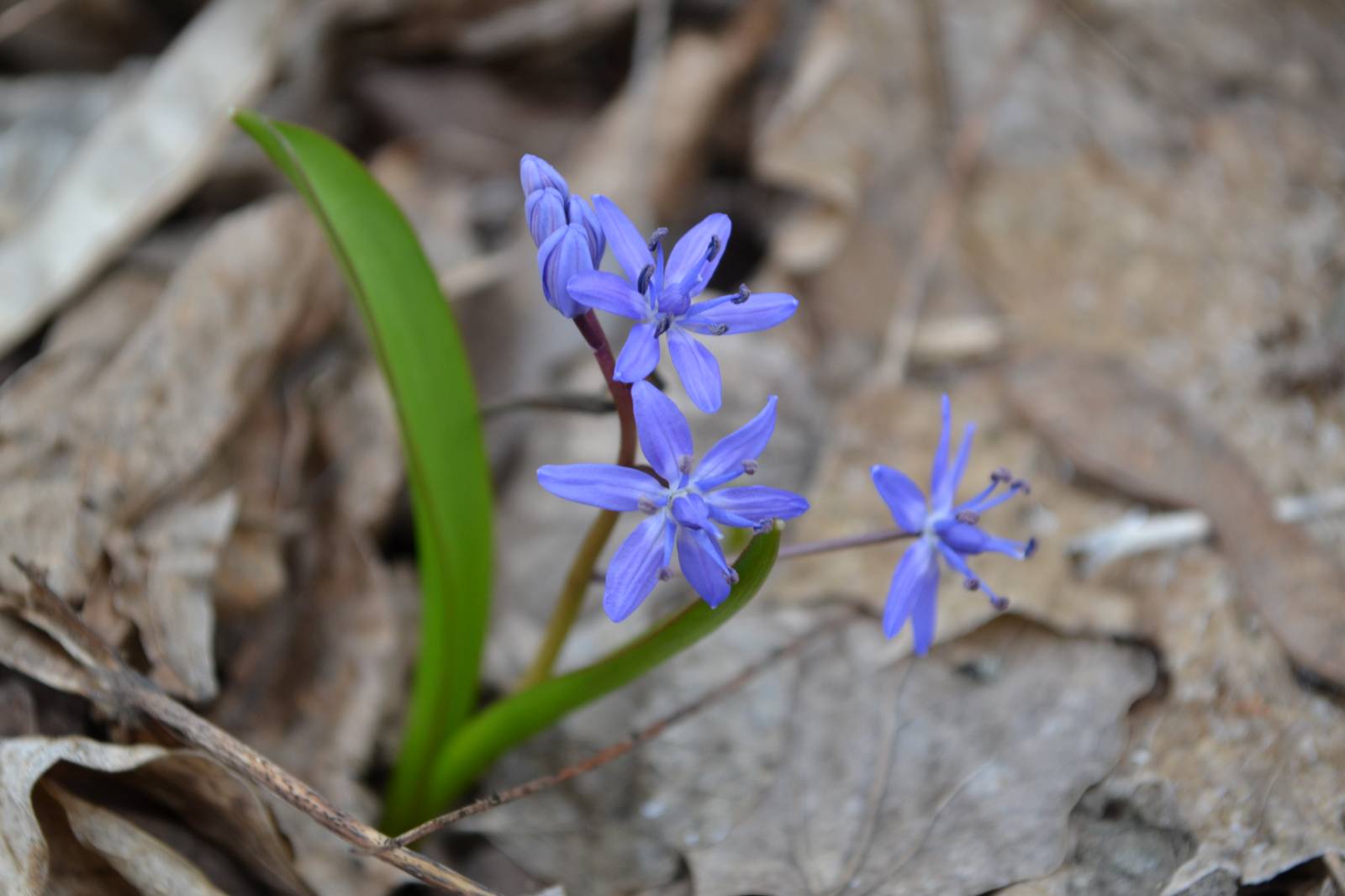 Scilla bifolia пролеска двулистная